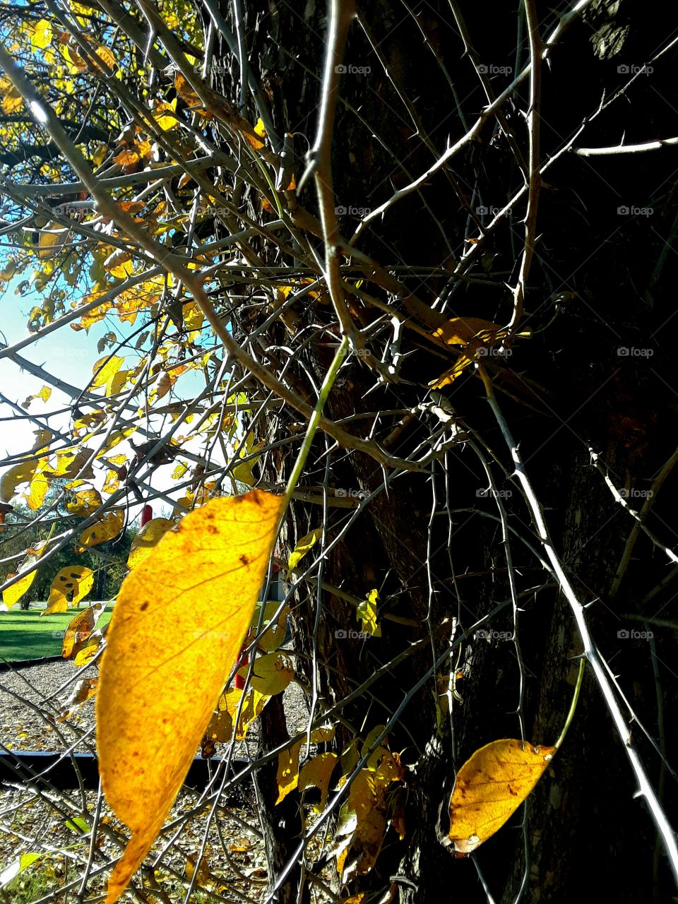 Thorny Tree with Golden Leaves