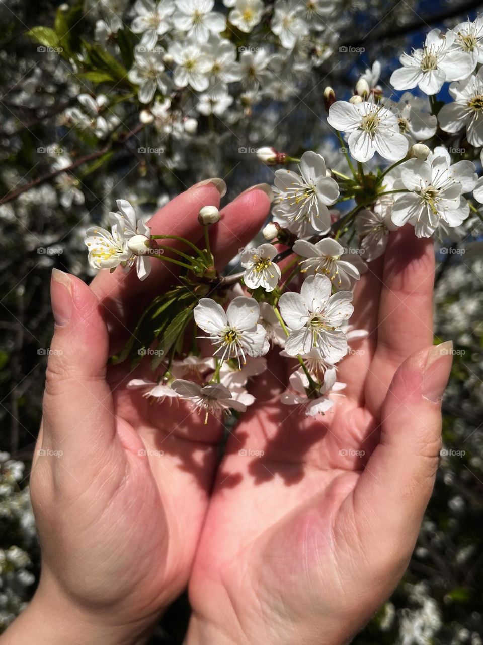Spring floral tenderness 