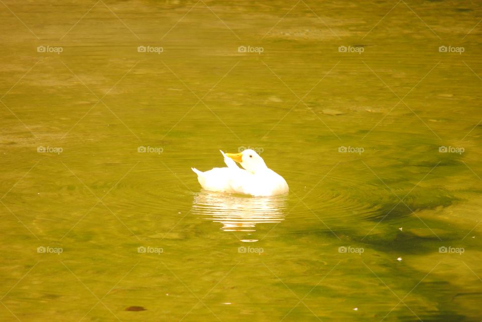 peace of white