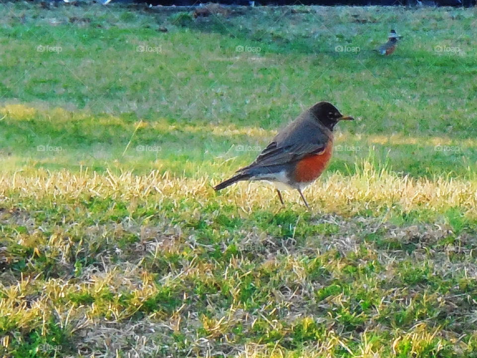 Robins in grass field first sign of spring