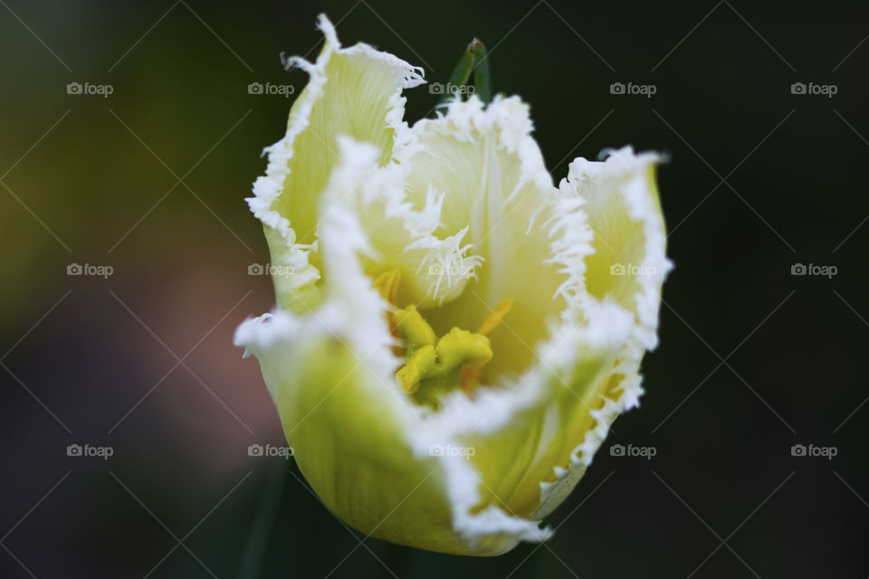 Very rare white tulip flower with fringed petals