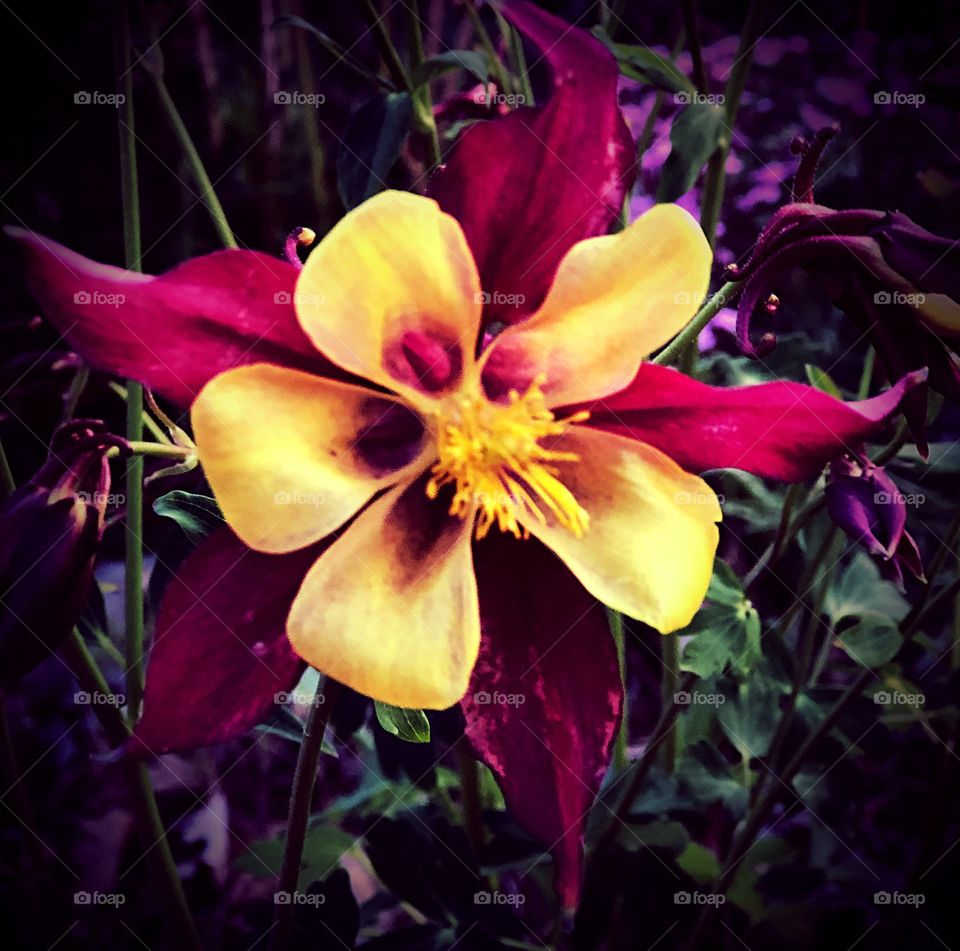 Yellow and red flower