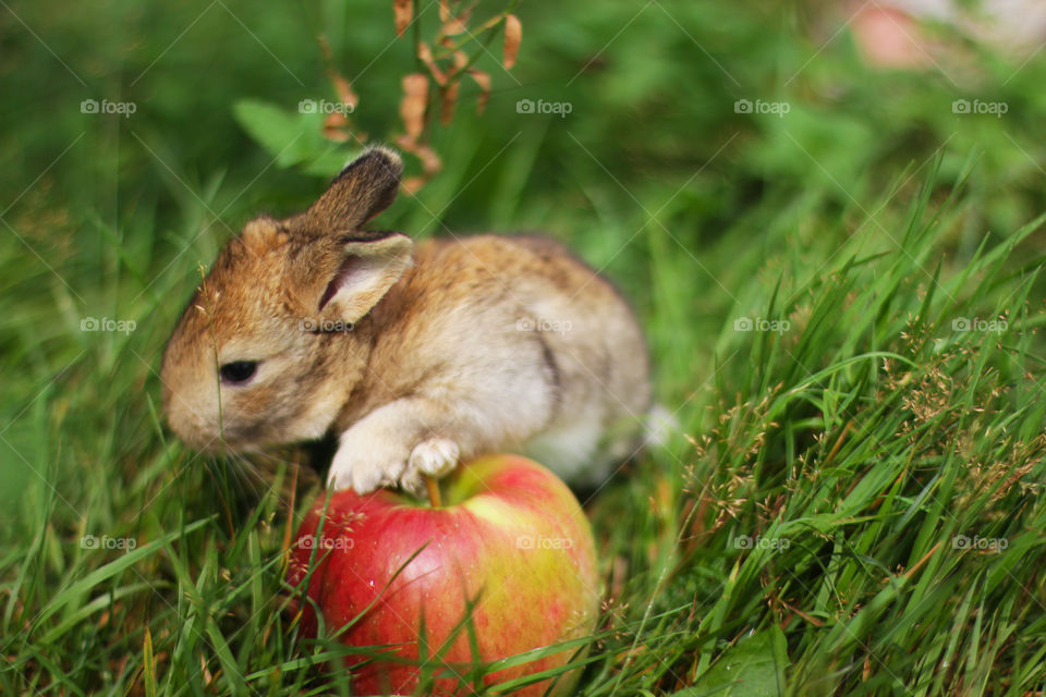 Rabbit with an apple 