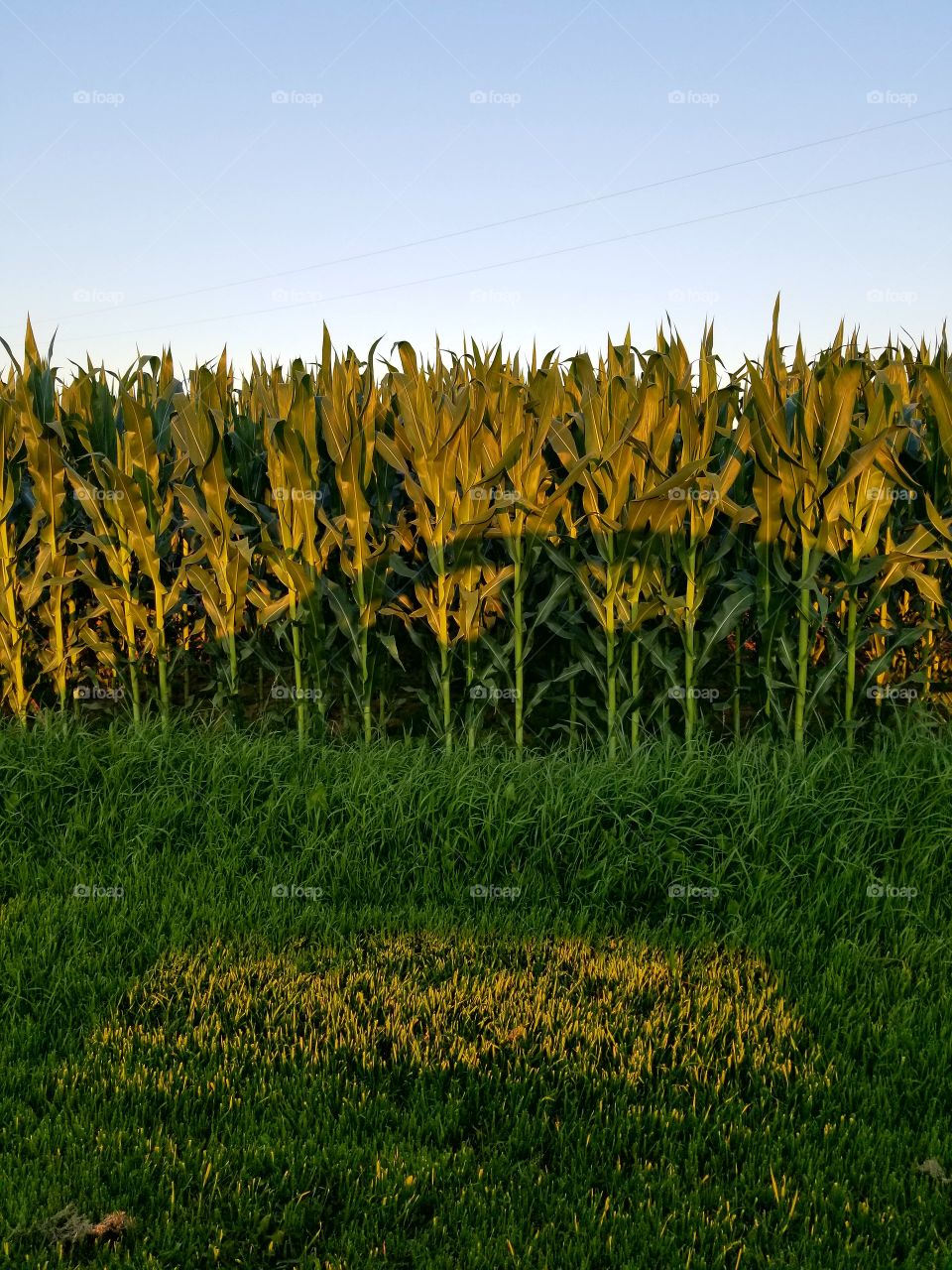 No Person, Field, Agriculture, Growth, Outdoors