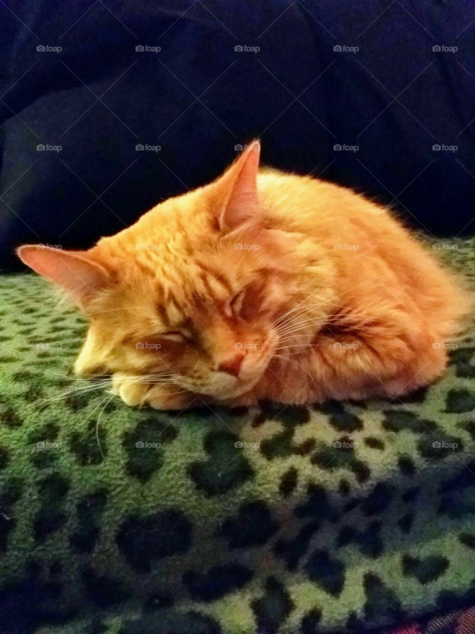 Close-up of a orange long-haired cat sleeping