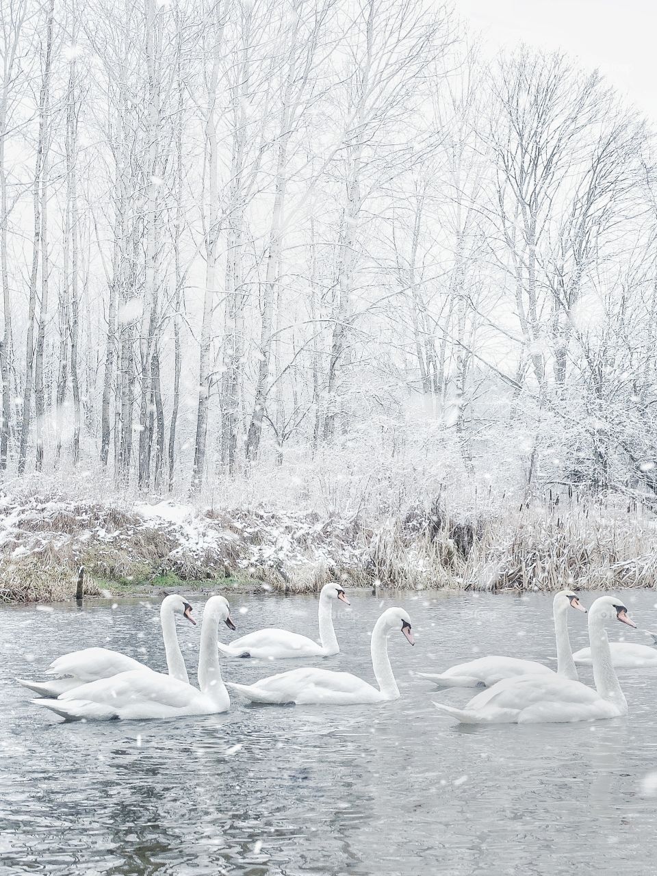 White swans