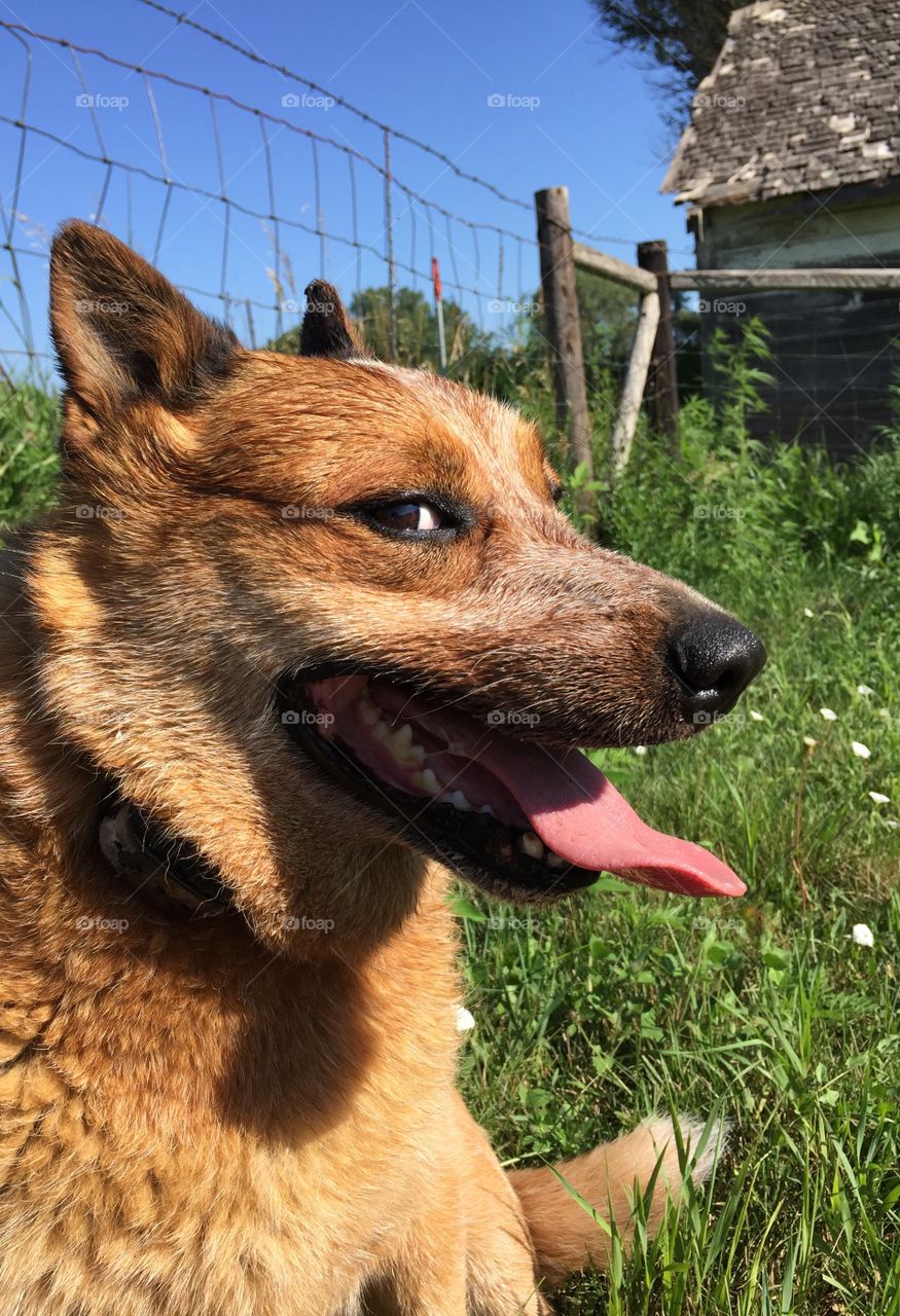 Summer Pets - a panting Red Heeler / Australian Cattle Dog giving a side-wise glance while resting in a pasture by a farm shed under the hot summer sun 