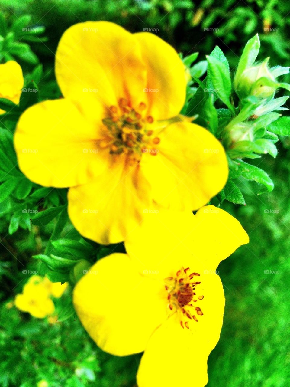 Yellow Flower