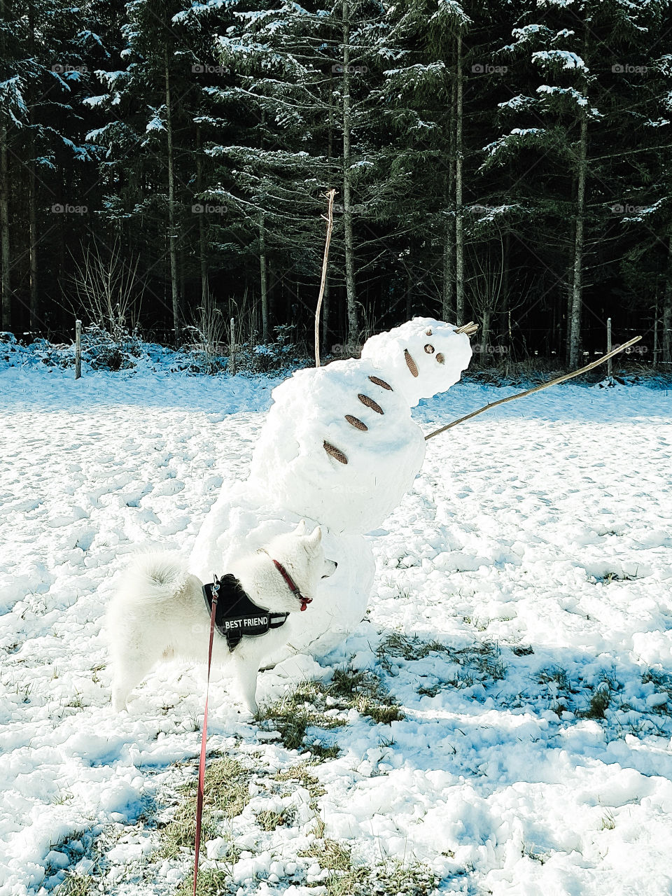 my dog with the snowman