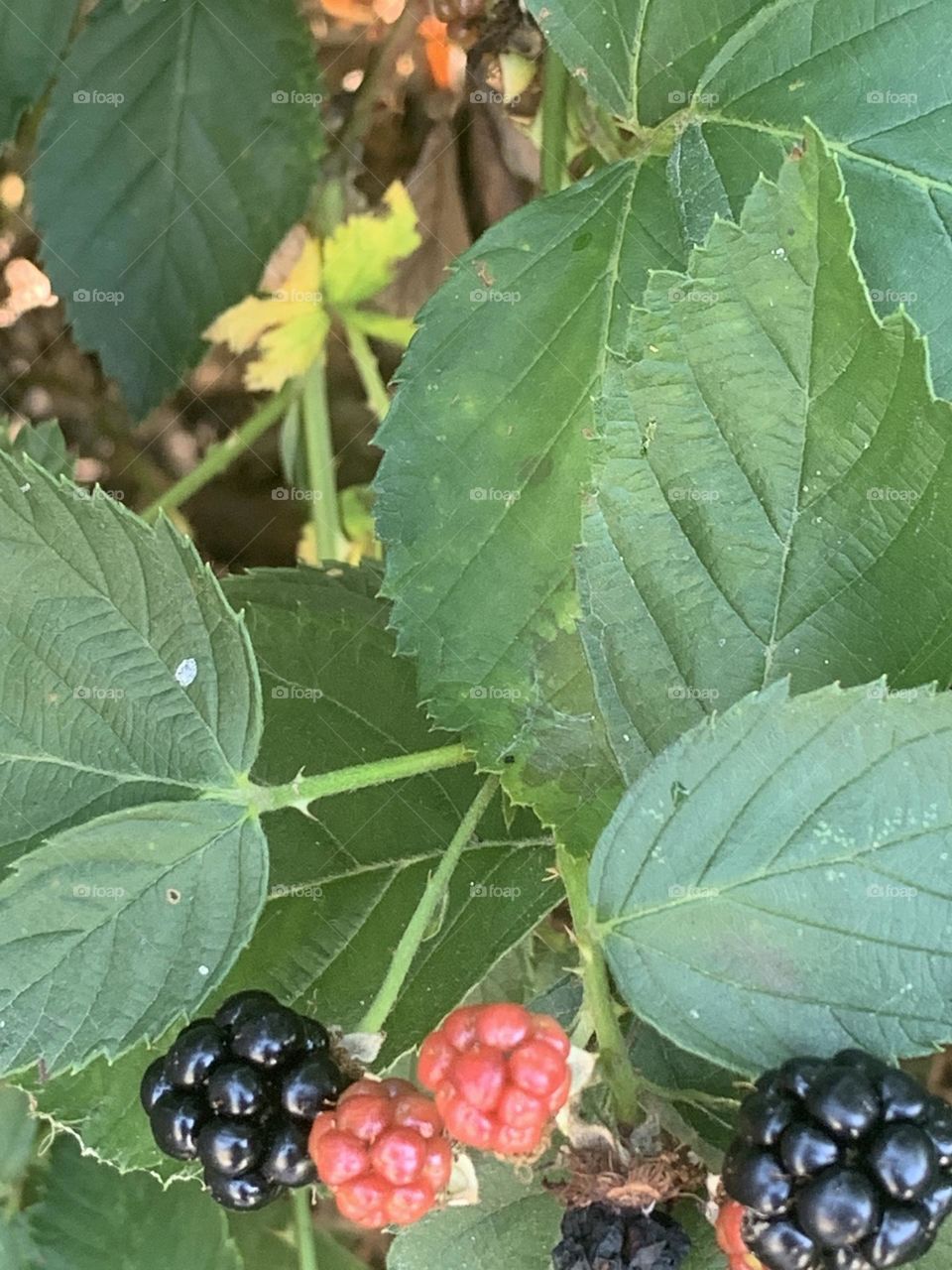 Blackberries 