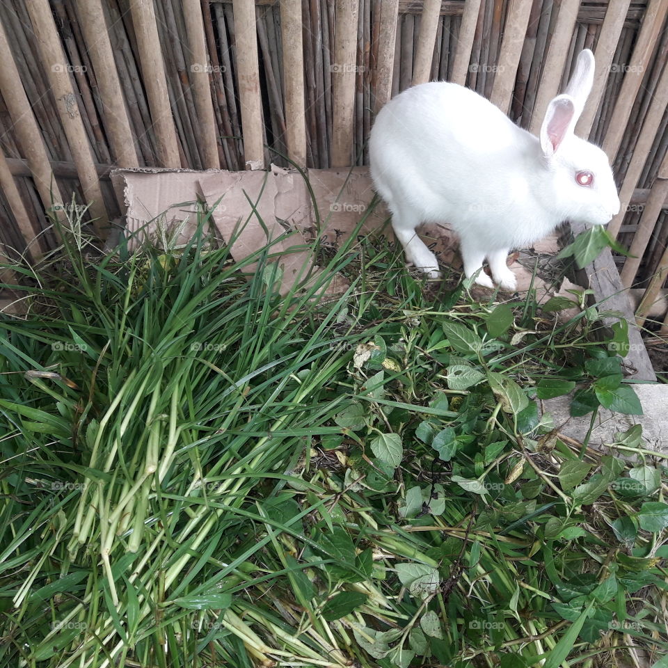 white Rabbit eating grass.