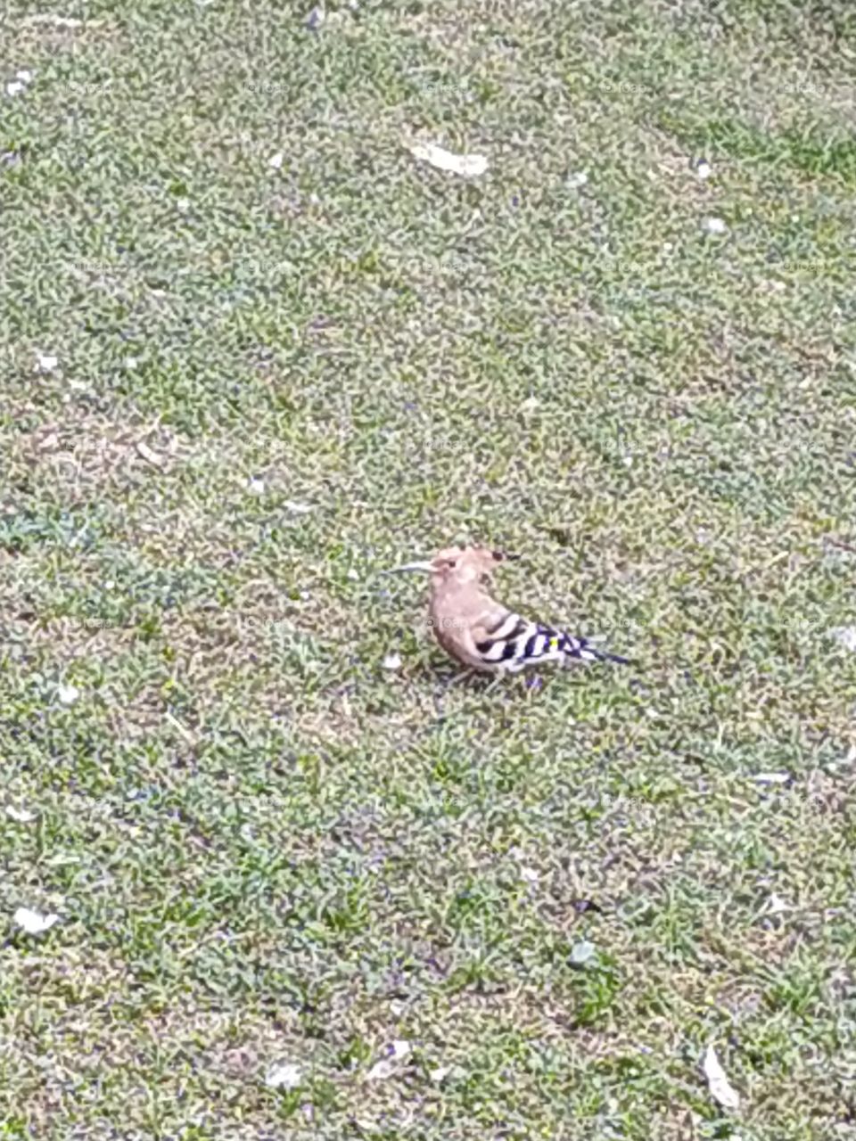 The bold woodpecker searching food in the green grass