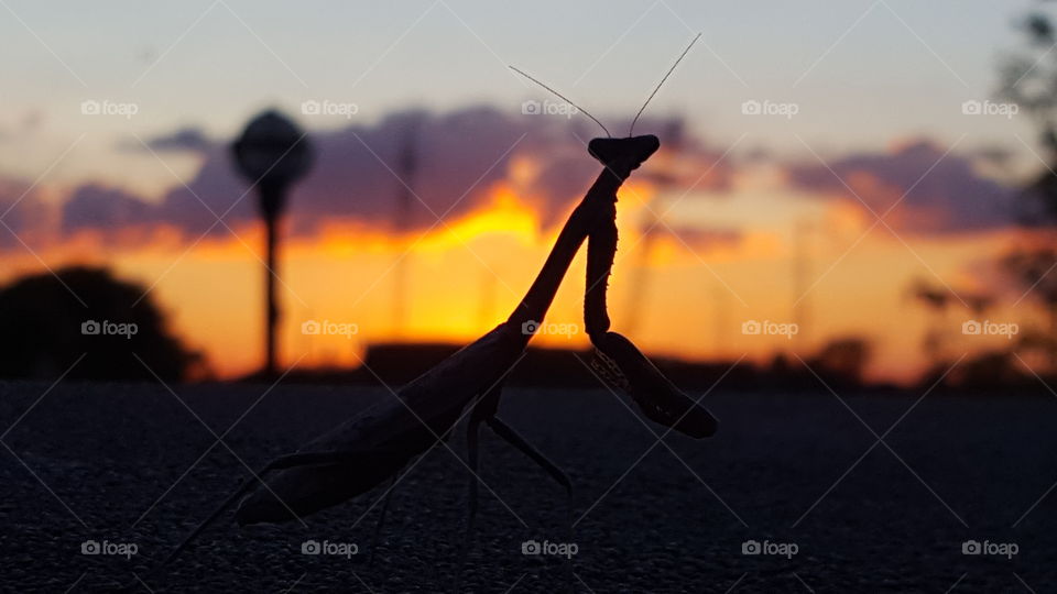 Praying Mantis at sunset