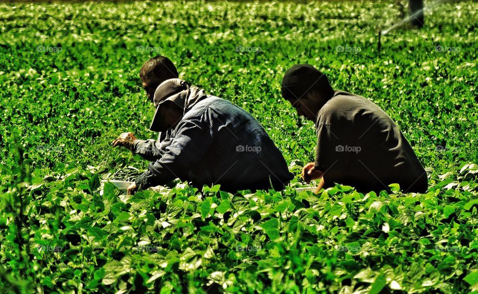 Immigrants working agriculture in a crop field