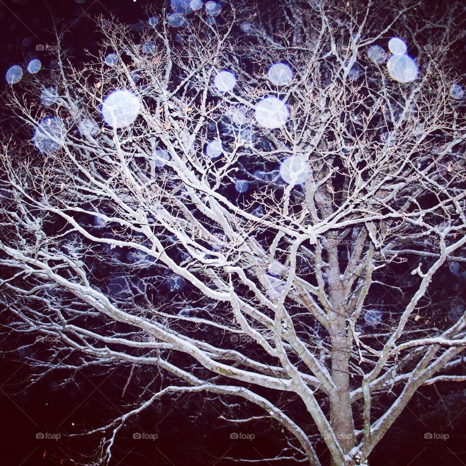 Trädet med runda snöflingor 