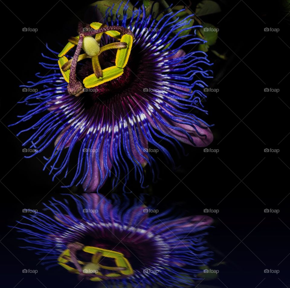 Close up passionflower 
