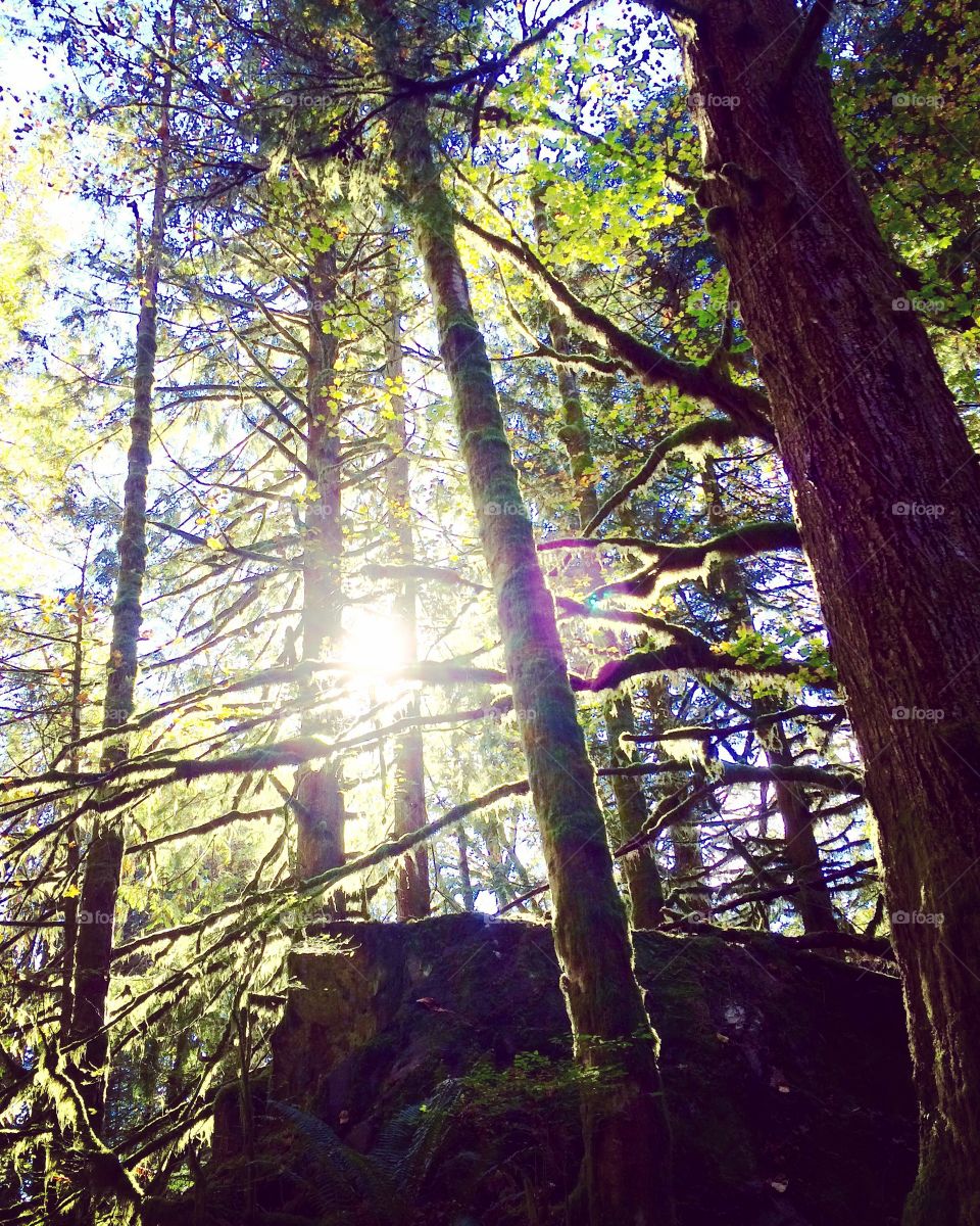 Hiking along a deeply shadowed area of a trail, this sight immediately captured my attention due to the sun illuminating the trees and rocks from behind. I'm so grateful for nature's beauty.