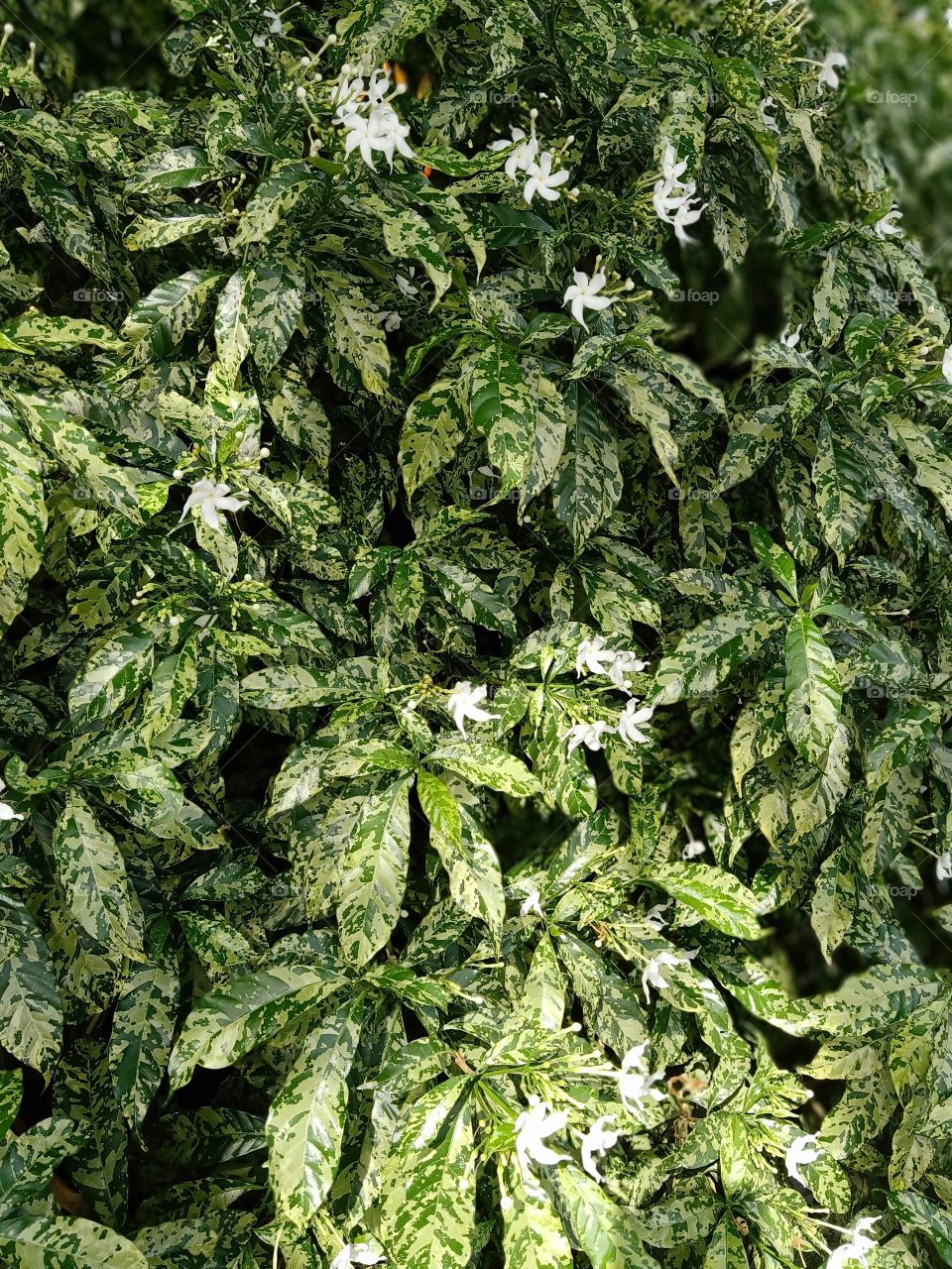 White flowers