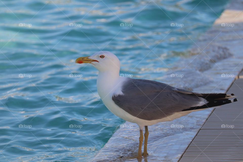 Seagull