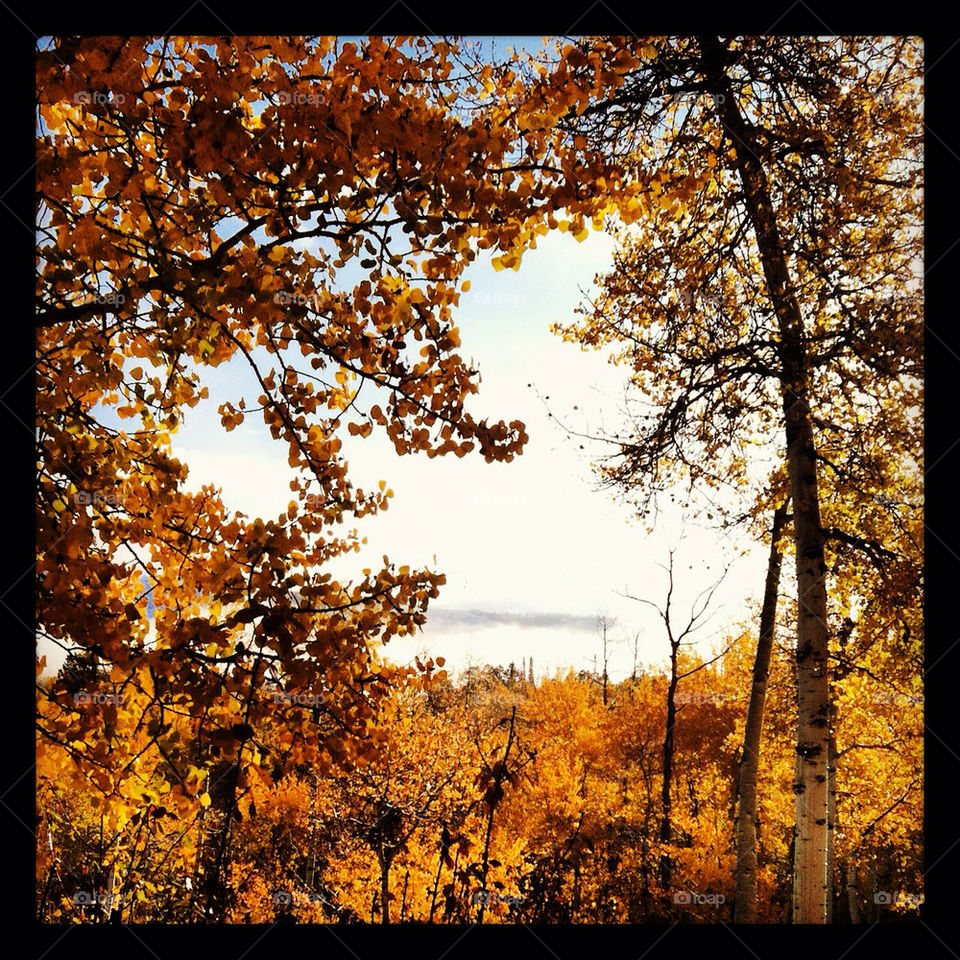 trees leaves fall autumn by comstock