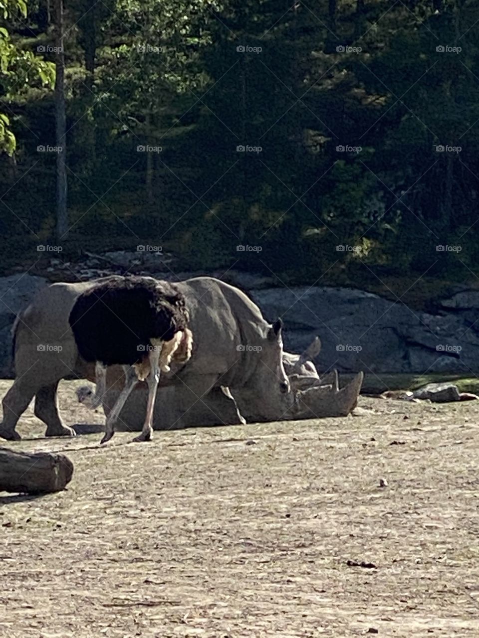 Animals are beutiful 🧸