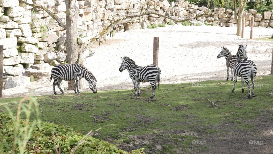 Zebras in Pairi Daiza zoo in Belgium