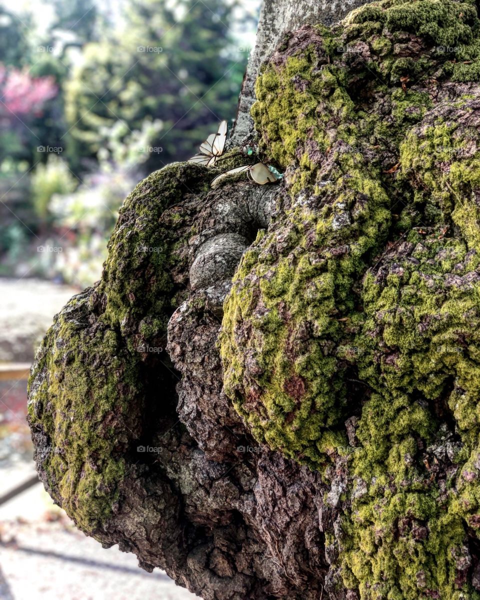 Green Moss growing on the side of a tree with a Dragonfly ornament hooked on to the side
