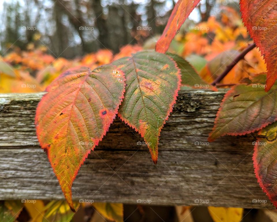 Captured colors of Autumn