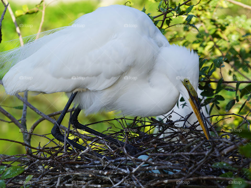 Egret watching her eggs