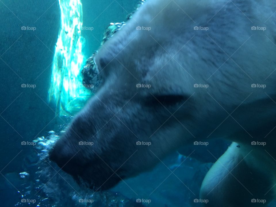 Polar bear swimming at the zoo. 