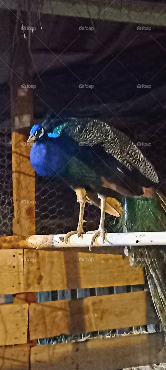 Pavo Real sobre barra