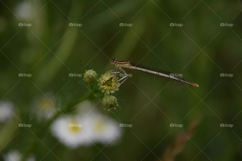 Libelle auf Blüte