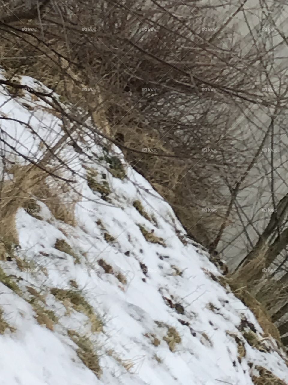 The grass is starting to stick out of the snow as it melts away, and opens up for the spring. This is taken in Norway. #Norwegiannature