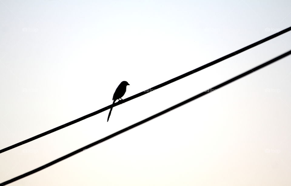 Long tailed shrike. Shadow bird to the common of citizen. Interest for the long perch at the cable of aside the road way. Solitery , for distancing with the others of grouping bird.
