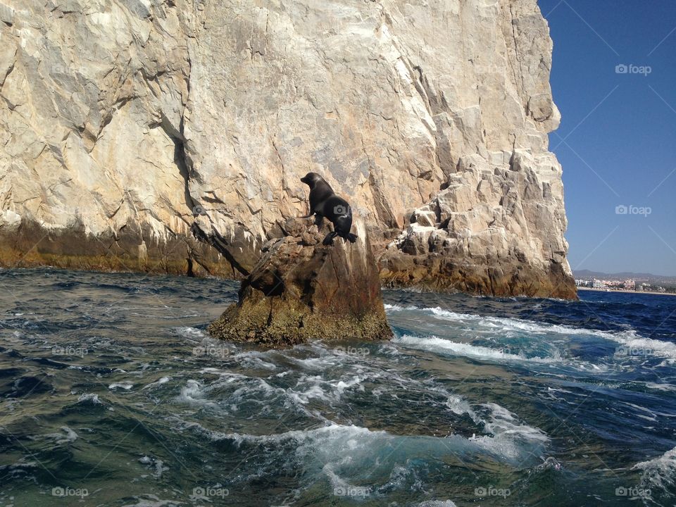 Seal sunbathing on a rock