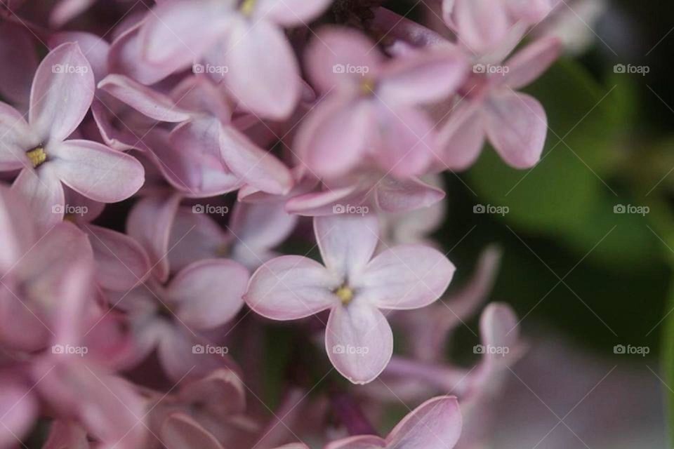 Lilac