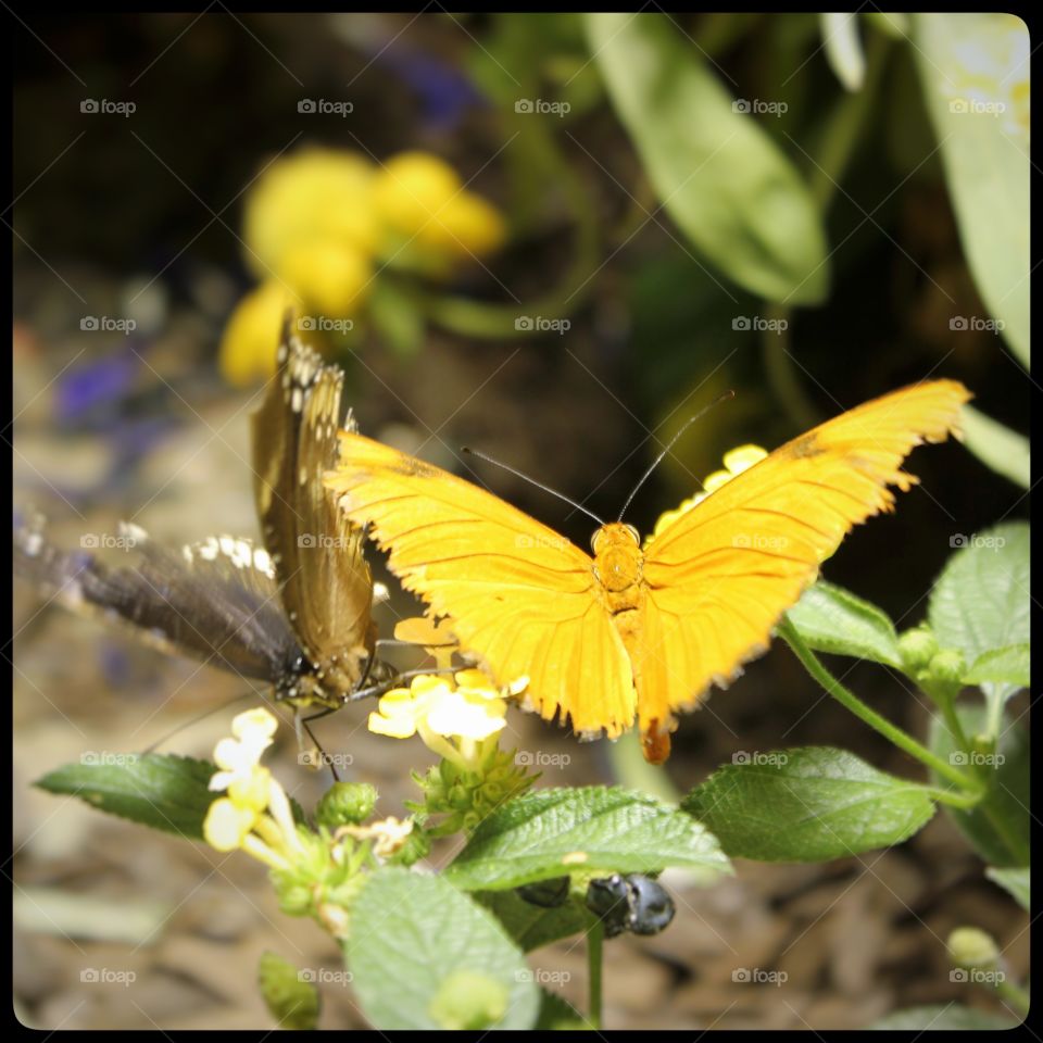 Sharing the lucky golden butterfly to all 