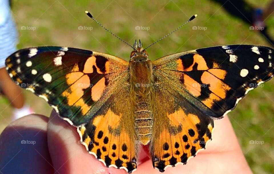 Beautiful Butterfly 🦋 