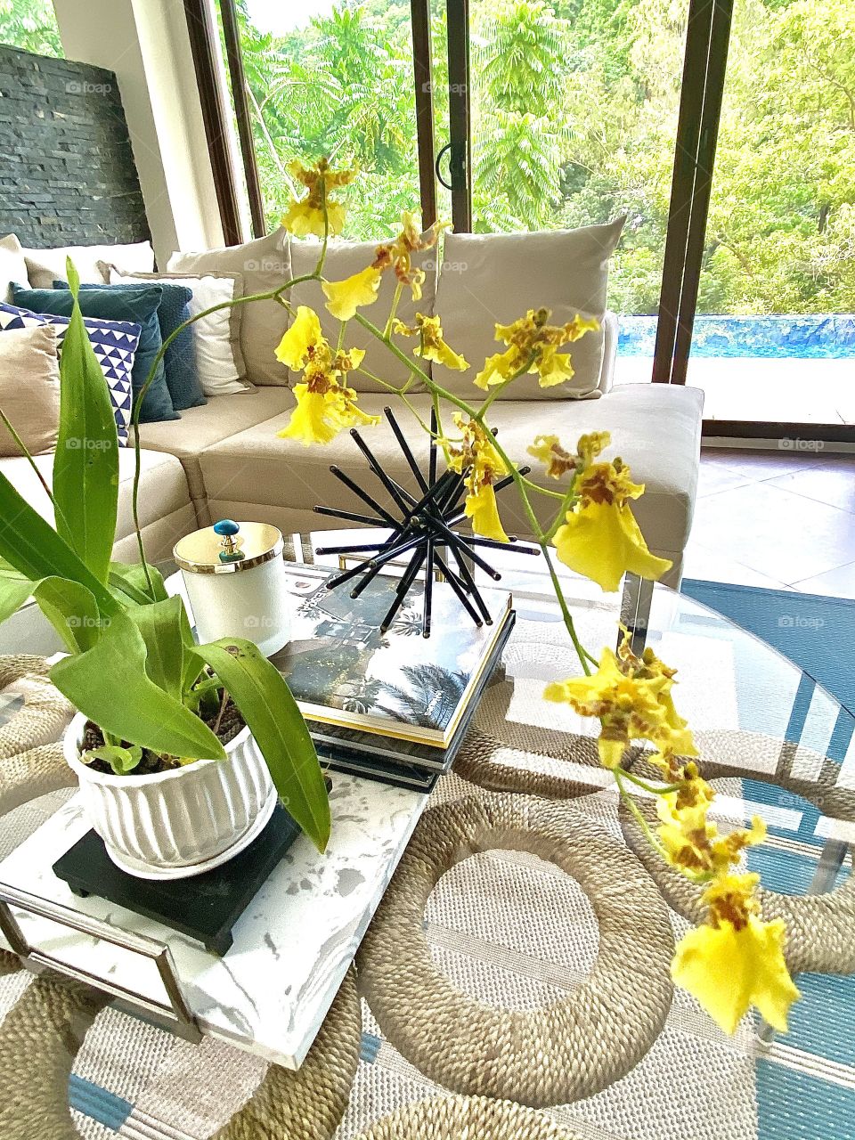 Dancing Dolls Orchids