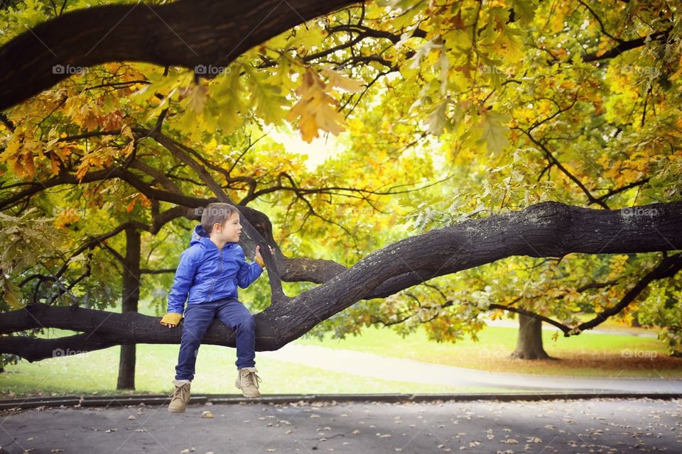 boy on a tree