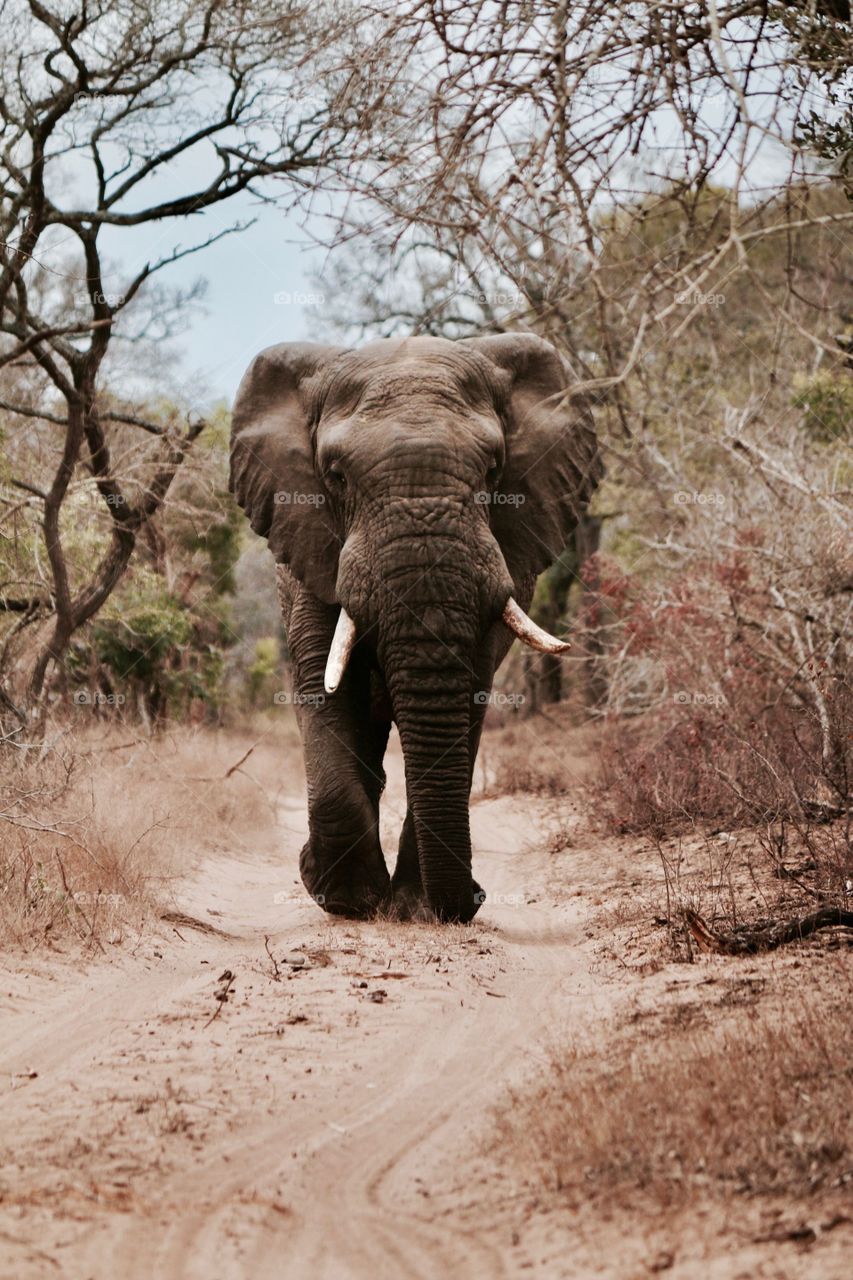 A big African elephant working on road