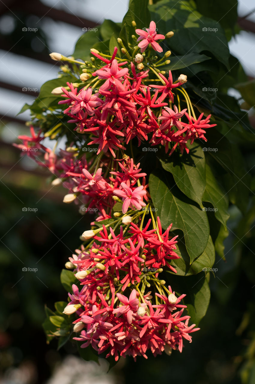 Combretum indicum, Sử Quân Tử, Chinese honeysuckle flowers cluster