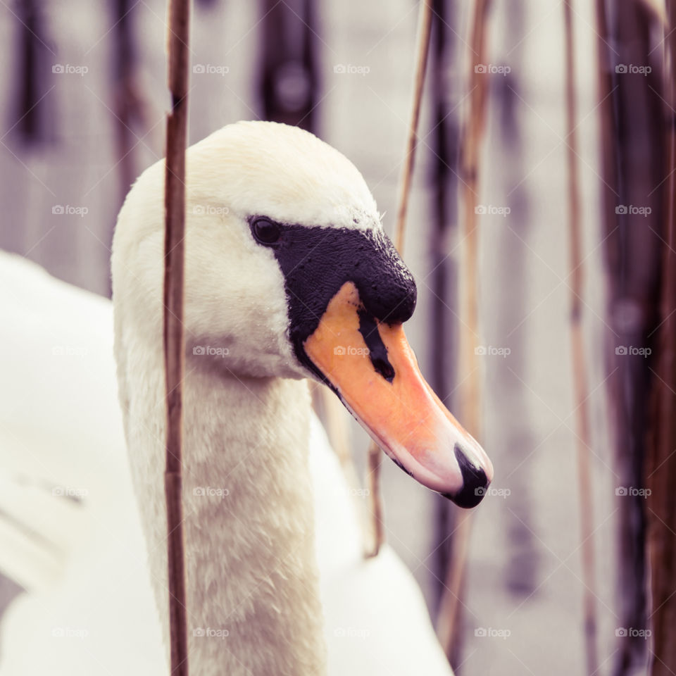 Bird, Swan, Wildlife, Animal, No Person