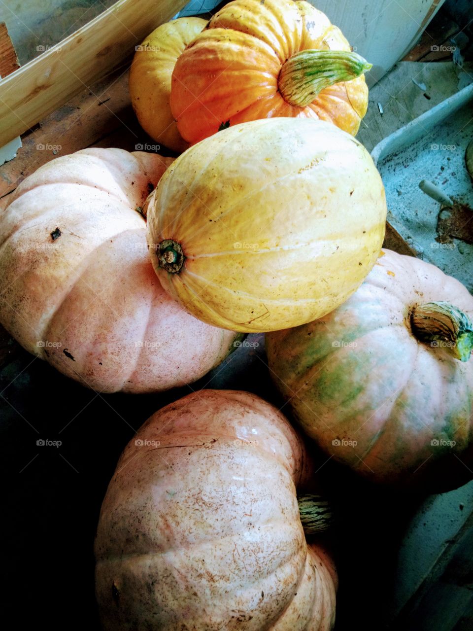 тыквы