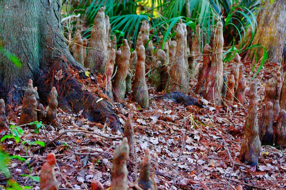 Cypress nodules in the woods