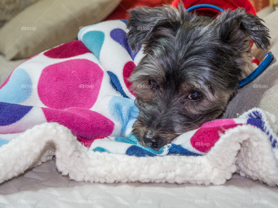 my dog resting between blankets