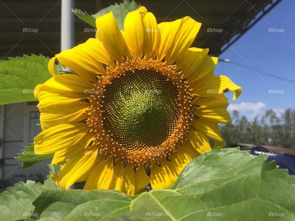 Hoa Hướng Dương.