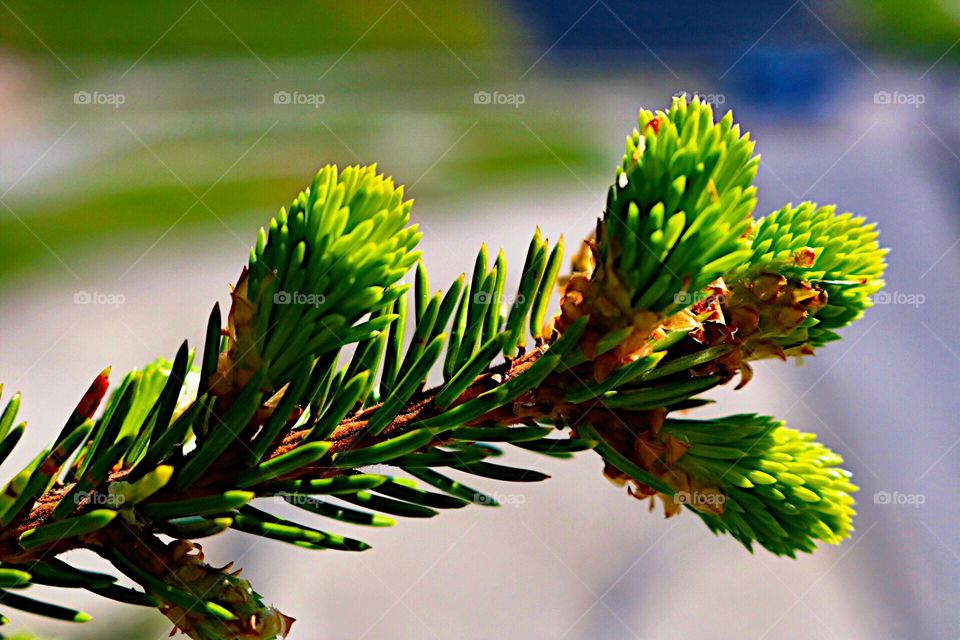 Green spruce buds! 