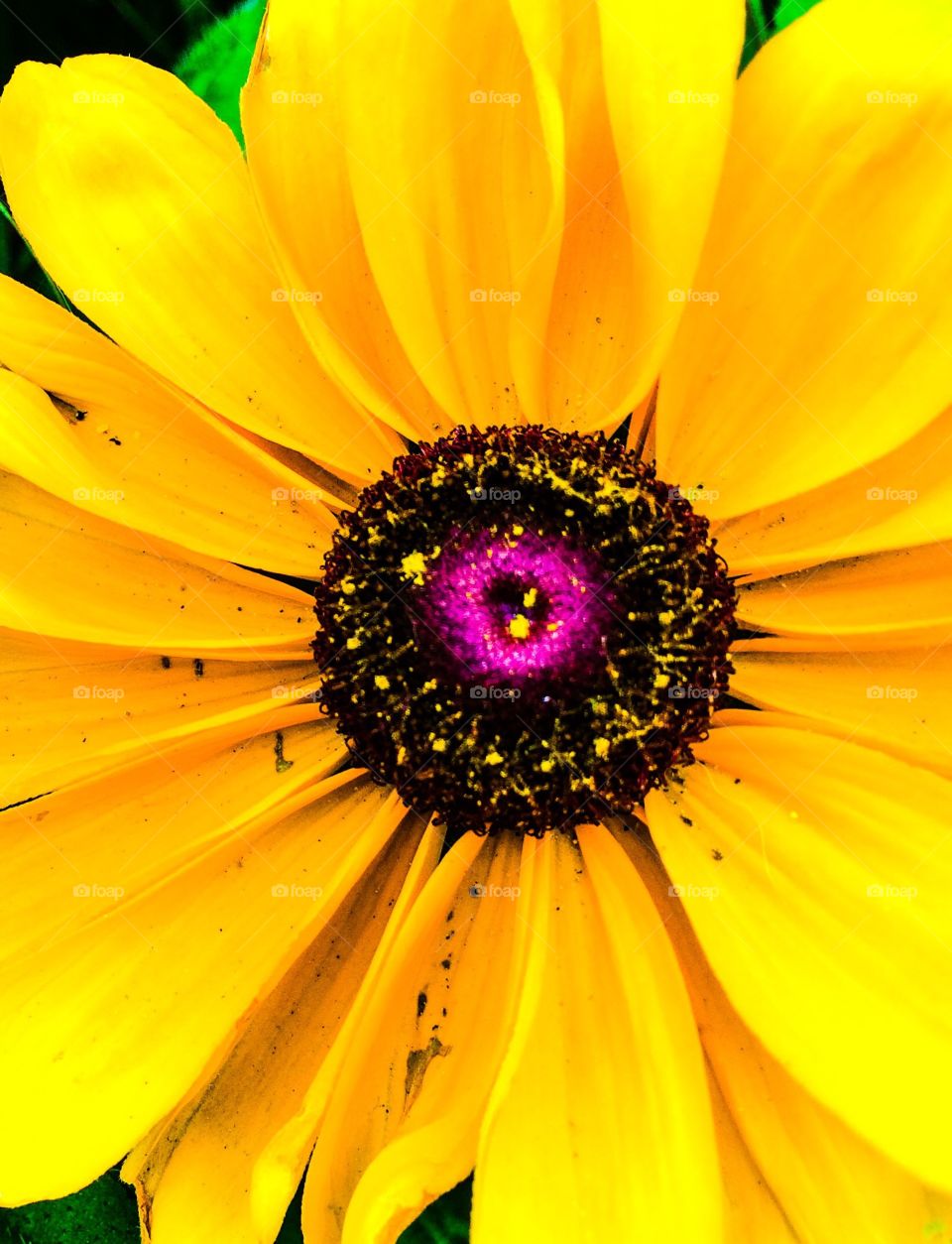 Yellow bloom boom. Getting up close and personal with the local flora. 