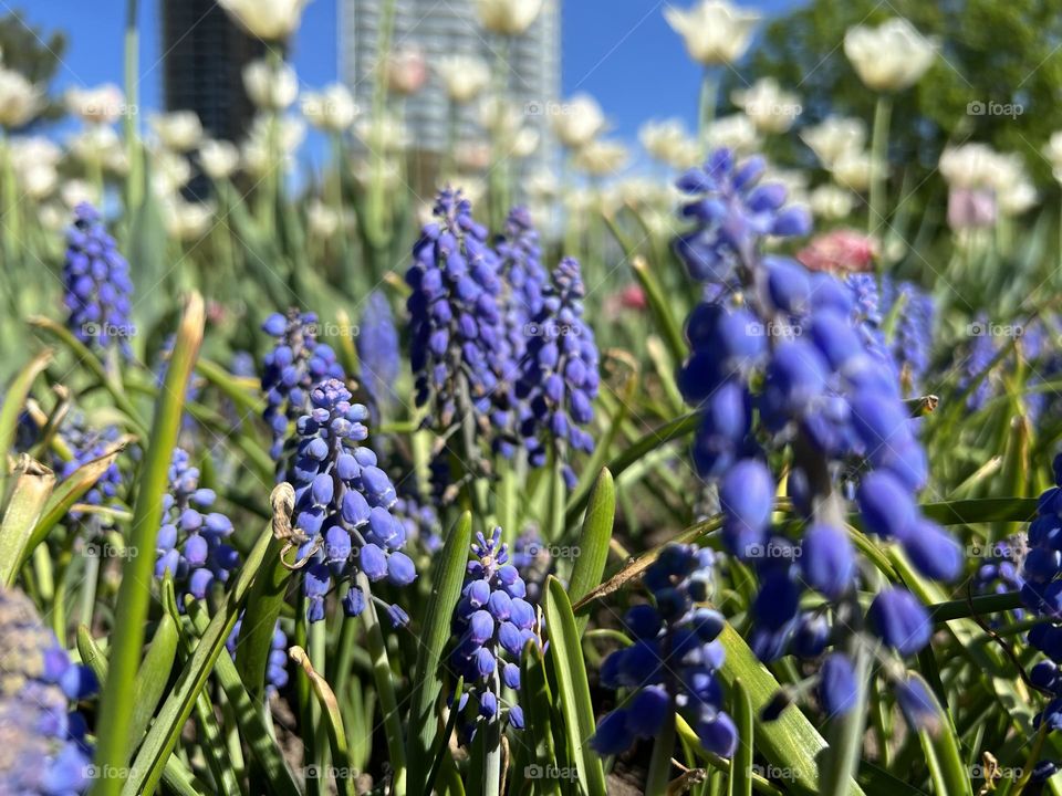 Spring in the city